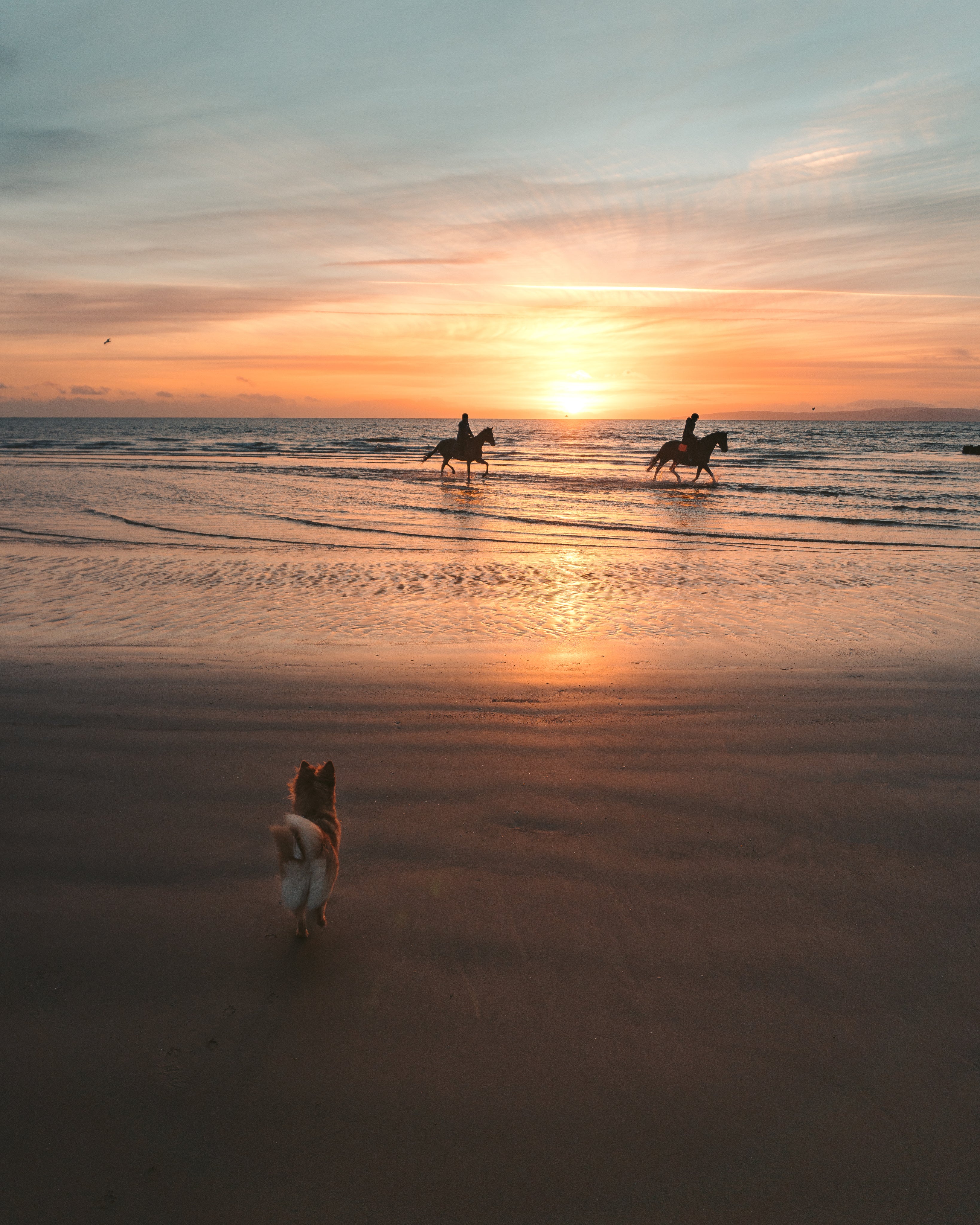 small-dog-watches-horses-on-the-beach.jpg